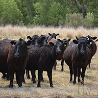 Cattle in a pasture within the Gila flood plain. Photo Credits: Mary Harner